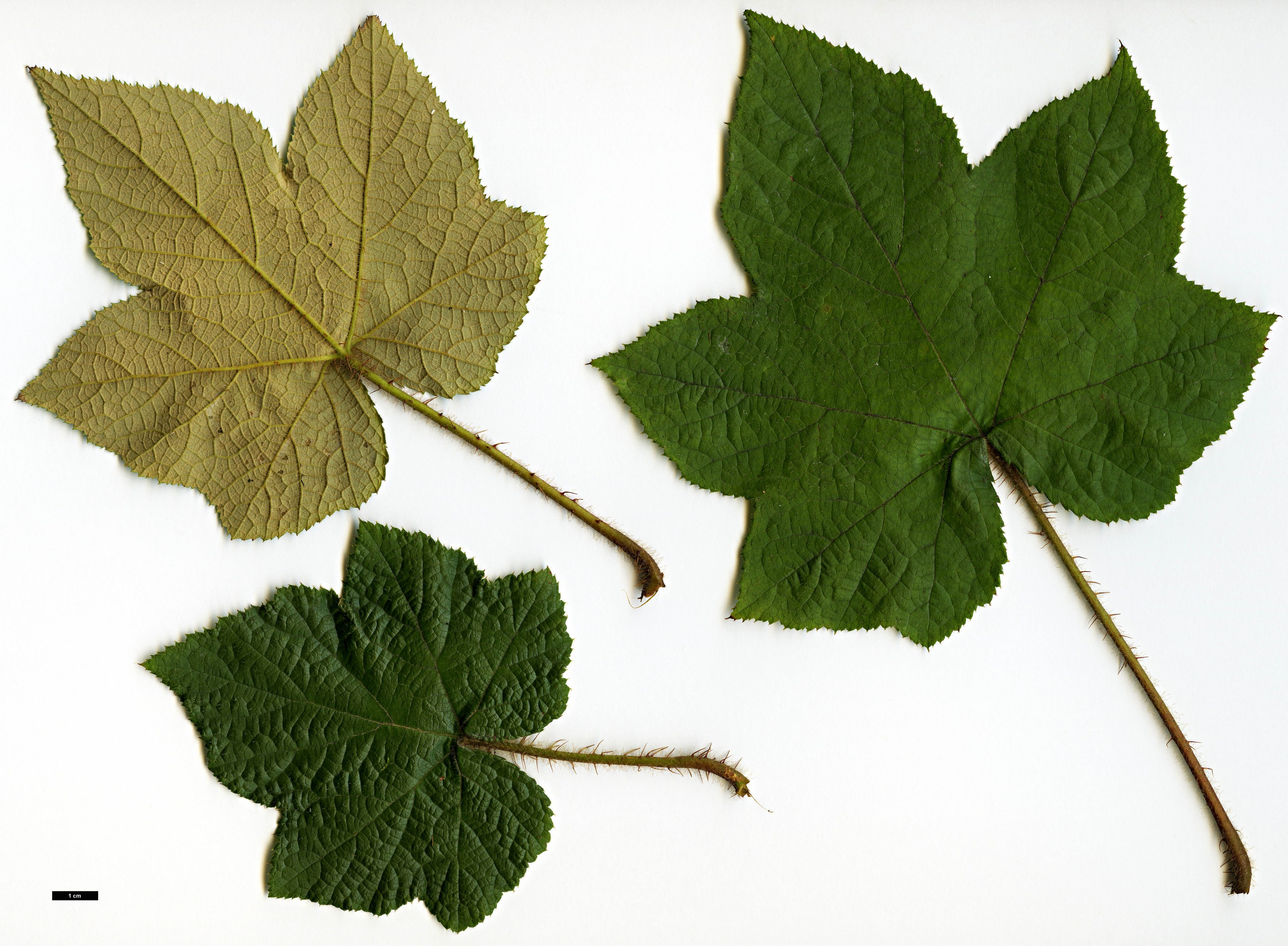 High resolution image: Family: Rosaceae - Genus: Rubus - Taxon: rufus